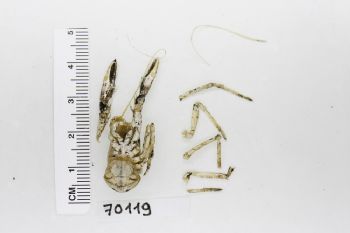 Media type: image;   Invertebrate Zoology 70119 Description: Preserved specimen.;